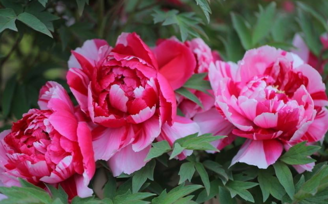 运势|在9月下旬此三属相吉星高照，运势红火，霉运退散，喜事连连