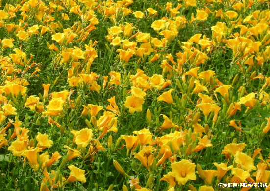 运势|9月运势如虹，财源广进，4属相事业顺利，满堂吉庆，大吉大利