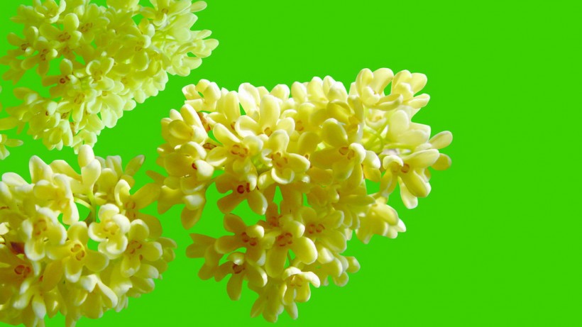 「生肖」7月上旬，姻缘上上签，桃花争先绽放，有望脱离单身的四大生肖