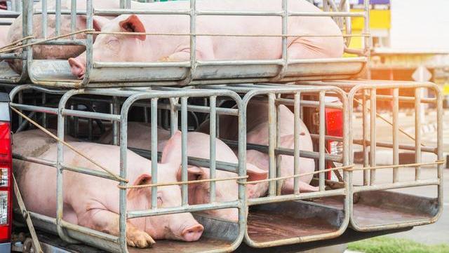 生猪价格■猪价冲天大涨！4地突破18元，20元猪价有戏？4个支撑点