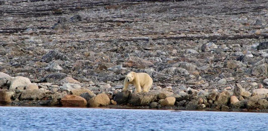 「北极」破纪录！北极惊现38℃高温 冰川疯狂融化
