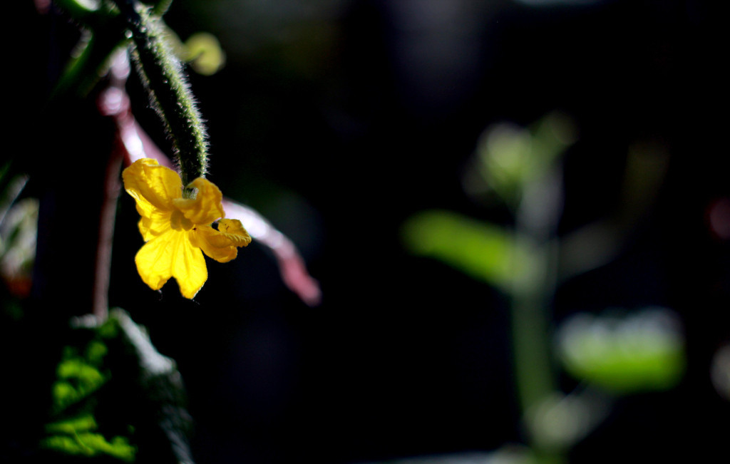 生肖|爱到深处难以自拔的星座，付出太多，导致最后伤痕累累