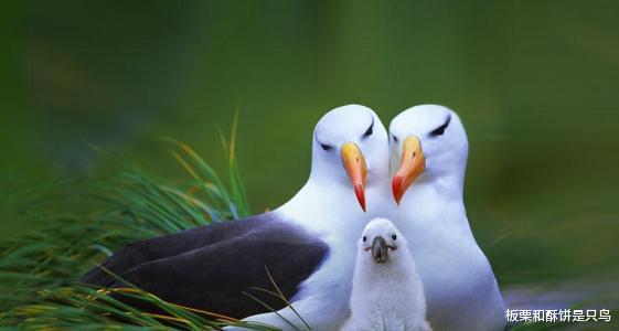 #猫头鹰#养鸟人不知道的冷知识，麻雀不是一种鸟，40斤重的鸟也会飞