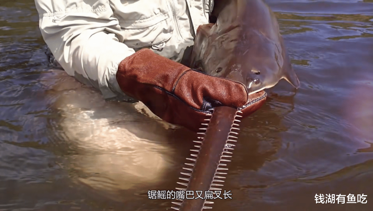 旗鱼|3米长白鲟如何捕食14.5斤重草鱼，至今是迷