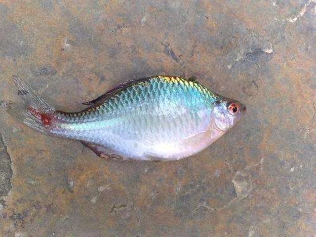 ##这鱼5年长不到3厘米，经常误认为是小杂鱼，价值珍贵却鲜为人知