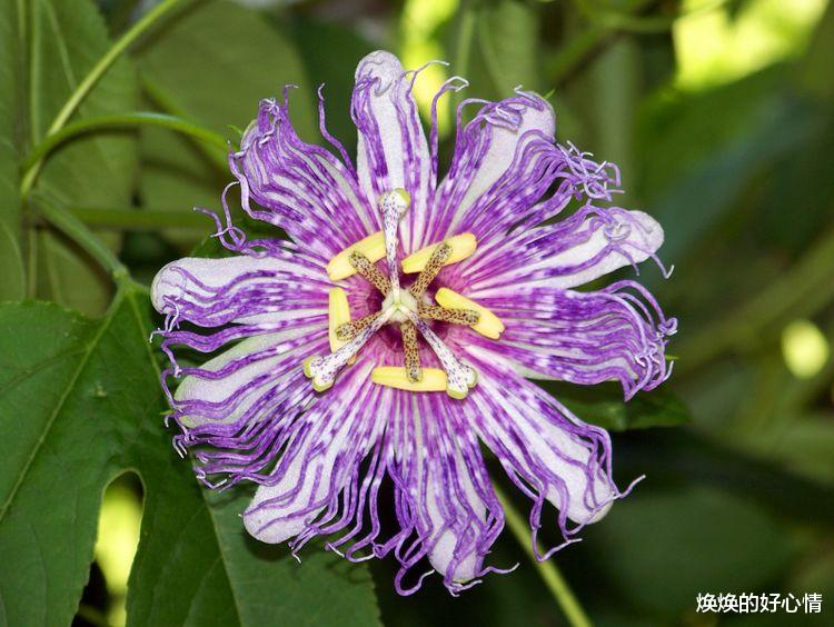 天秤座|九月到来，红娘牵线，红鸾星动，觅得真爱，幸福甜如蜜的4大星座