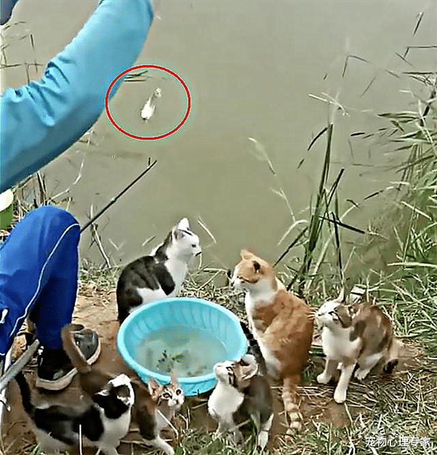 兽医|钓鱼时引来一群猫咪围观，男子满脸愁容：给的压力太大了吧