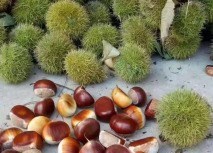 肠胃|胃黏膜“修复器”被发现,没事吃点,增强胃动力,胃病或知难而退