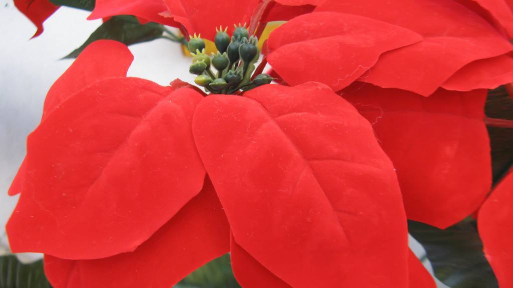 生肖|10月财运上佳，贵人不断，收入上涨的四大生肖