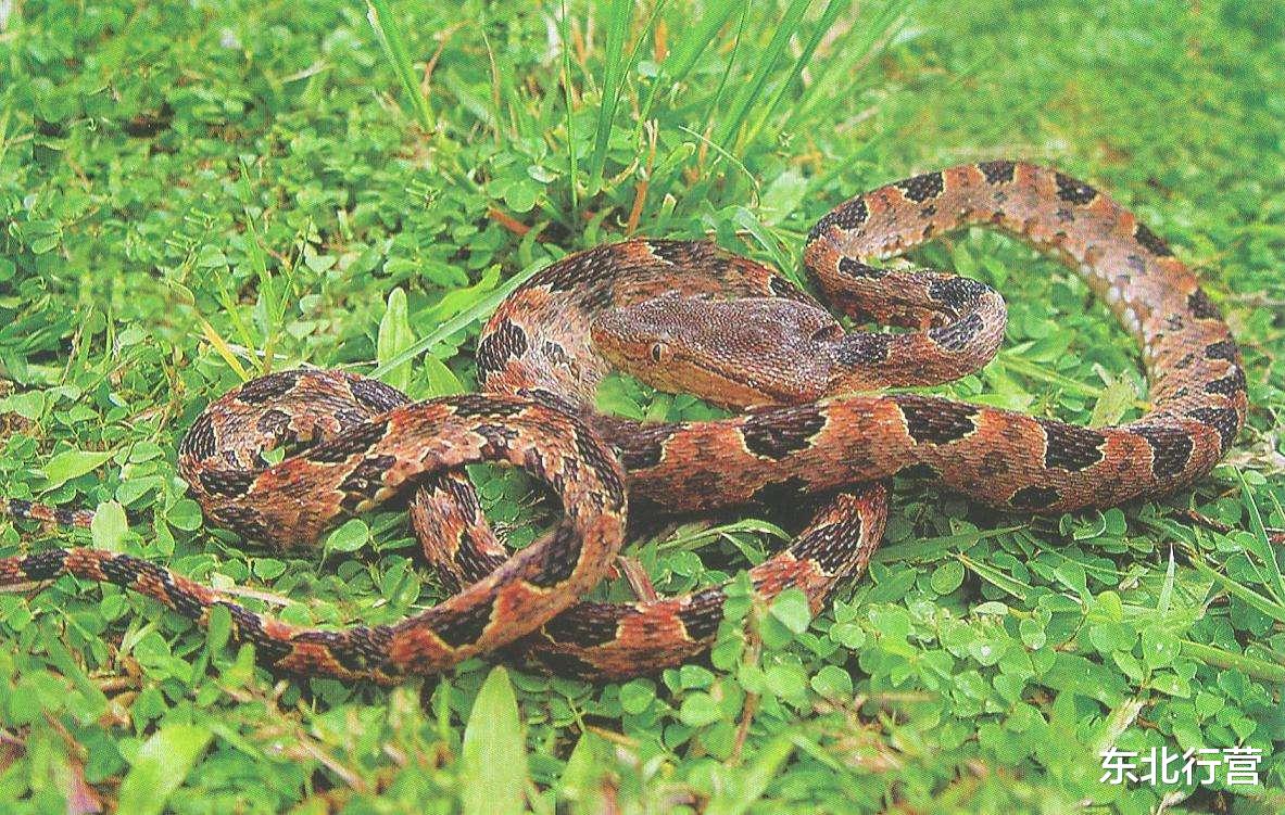 毒蛇|猪是蛇的克星?为啥人们印象中蠢笨的猪却不怕毒蛇,看完涨知识了