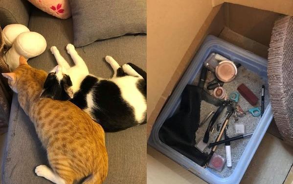 整组化妆品凭空消失，仔细找了很久，结果才从猫砂盆里寻觅回来！