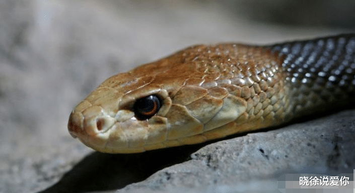 毒蛇|黑曼巴VS海岸太攀蛇，谁才是“世界上最危险的毒蛇”？