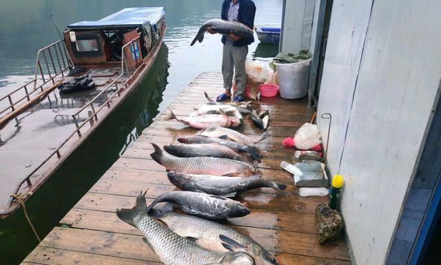 红水河|贵州红水河守钓10天，钓500斤鱼全带走，网友怒骂太贪心！