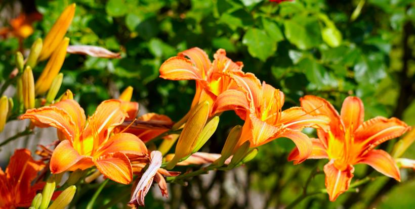 生肖|10月下旬，命犯桃花，命中注定爱情一触即发的四大星座