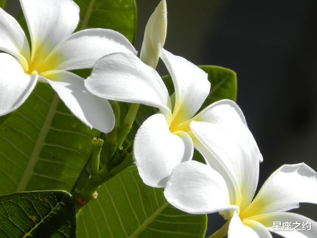 生肖|在8月份，不再懈怠，贵人相助，生活美好的三大星座