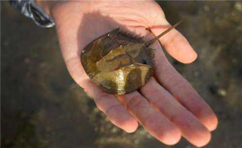 『』唯一拥有蓝色血液的生物，活了4亿年，能救人类却不能被人类所救