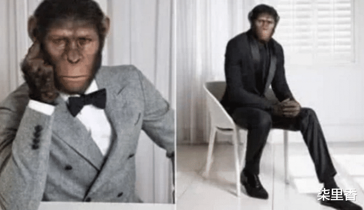 猩猩|?还记得那只上过本科的猩猩吗?试图变成真正的人,结果怎么样了?