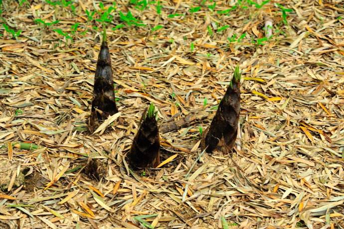 『』生长速度肉眼可见？中国又一植物引热议，被誉为地球生长之最