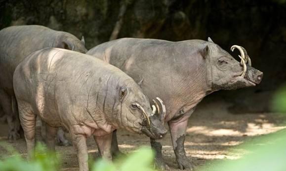 「科学家」世界上最奇葩的二师兄，长獠牙、吃毒食、身上无毛，还有一双鹿腿