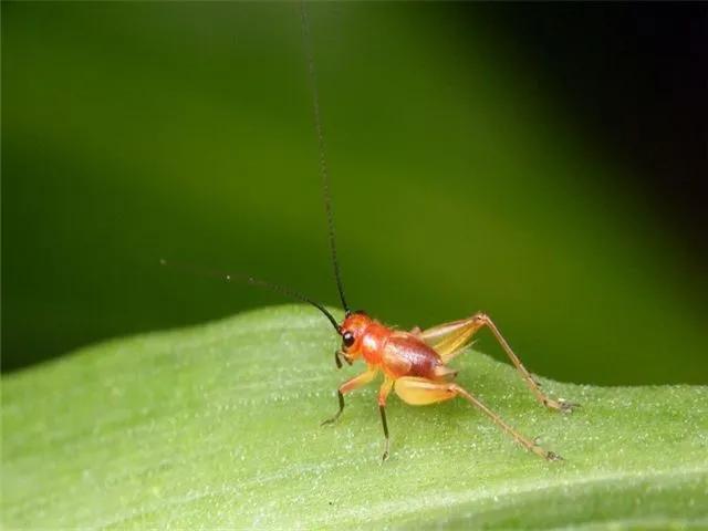 襄阳日报|惊讶！小伙靠捉这个，10年买两套房