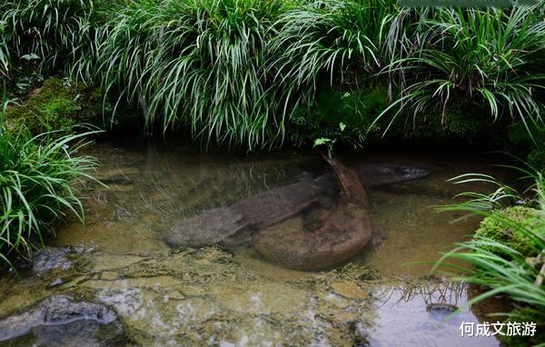 张家界：隐藏张家界的守护兽，已活200多年，繁衍20000多只后代，少有人知