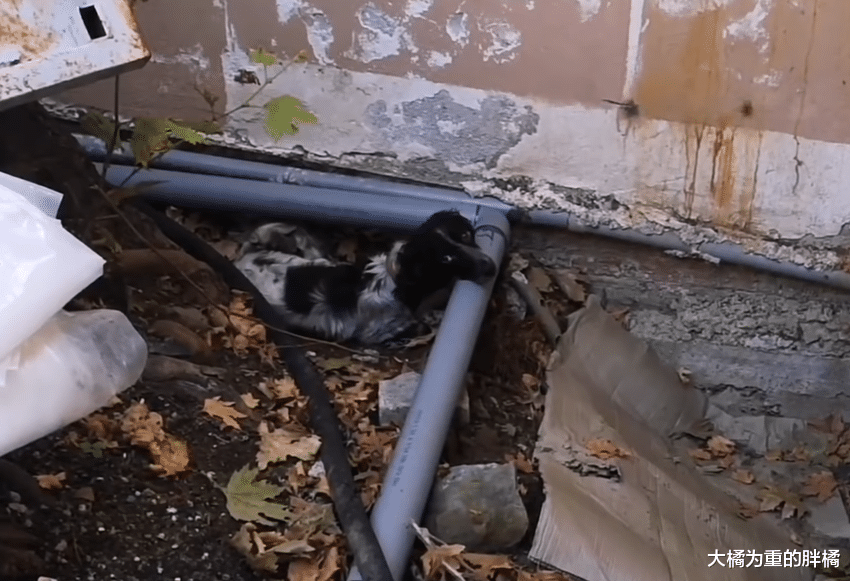 狗狗走失后又组建了家庭，孩子刚出生不久，它的“伴侣”便被抓走