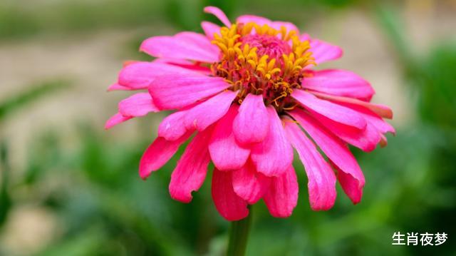 [生肖]4月底，旧情人回心转意，真心未改，3生肖喜笑颜开，破镜重圆