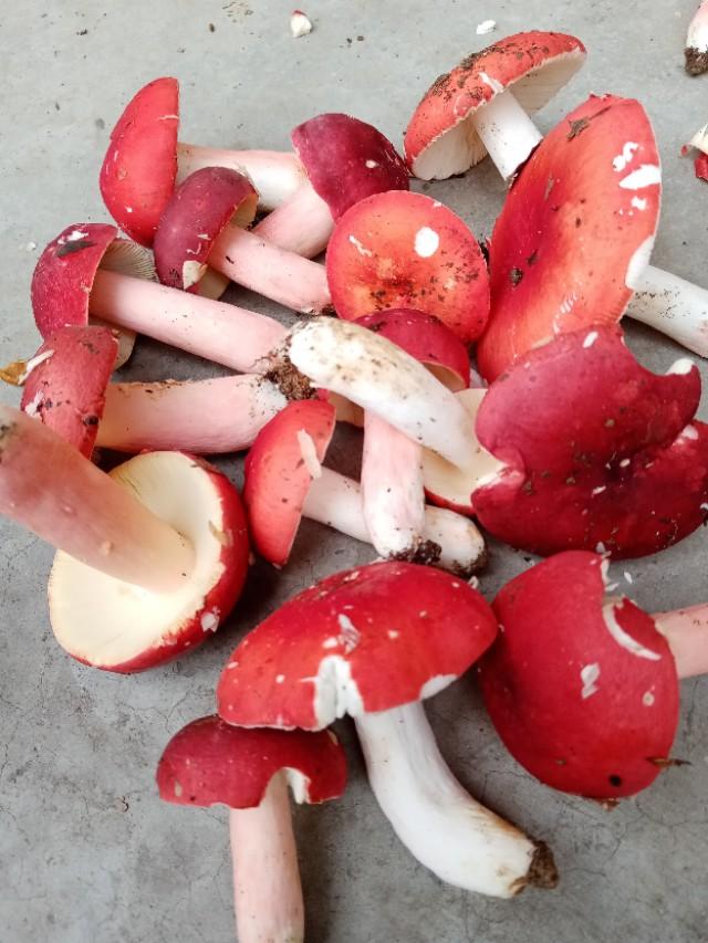 蘑菇|你对野生蘑菇有多少了解？