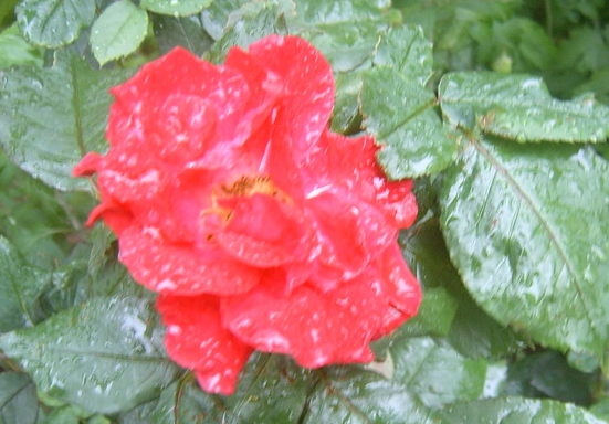 [运势]6月14日开始，4属相运势一片红火，存款翻倍，一顺百顺，钱财大旺