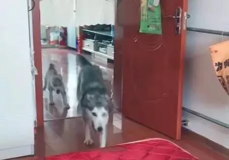 哈士奇对小二哈的教育让主人崩溃这是拆家要从小学起吗