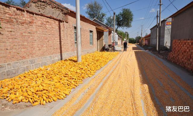 猪友巴巴|明明不赚钱，为啥有些粮贩，宁愿一斤赚半分，也要搭本收粮食呢？