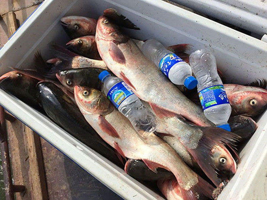 []活鱼保鲜的六种方法，还是古人厉害，弓过的鱼可以存活十个小时