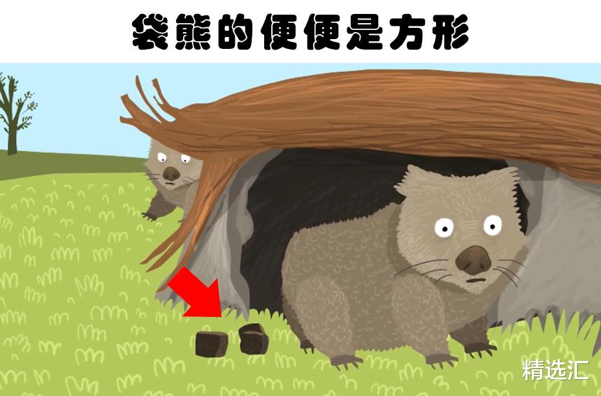 乌鸦|即便“学富五车”的人也未必了解的7个冷知识