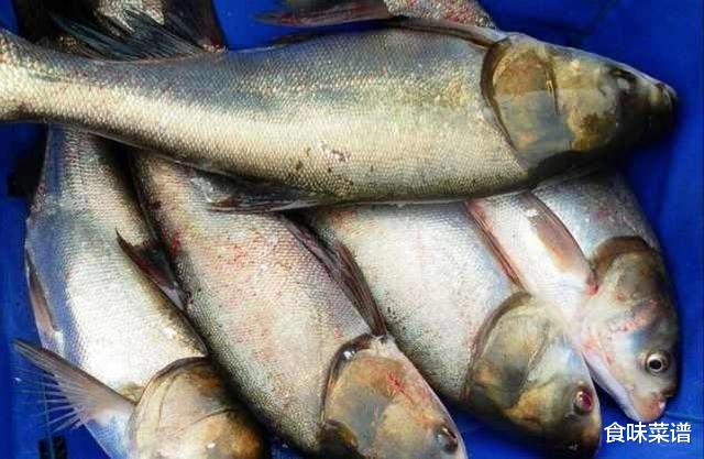 花鲢：农村吃鱼俗话：“花鲢头，草鱼腰，乌鱼脑壳你莫挑”，有道理吗？