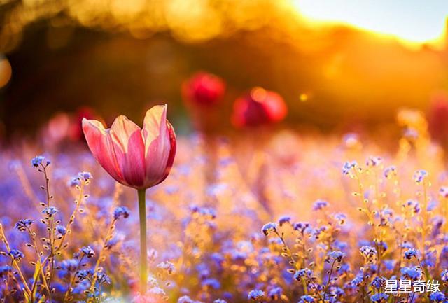 【】特别有责任心,一旦爱上,便会对你死心塌地的三大星座