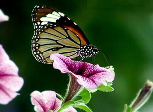 大旺|8月份开始，4属相鸿运当头，桃花大旺，开门大吉，福气满满
