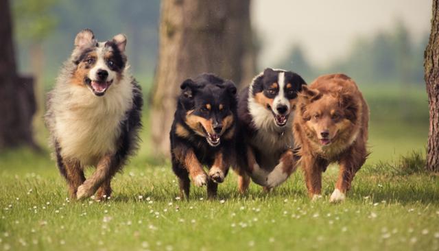 ＂狗狗太胖危害大！做好这几点，快速减肥，身体轻盈更健康＂