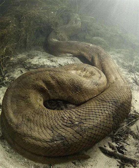 「」蟒蛇和蚺蛇的区别