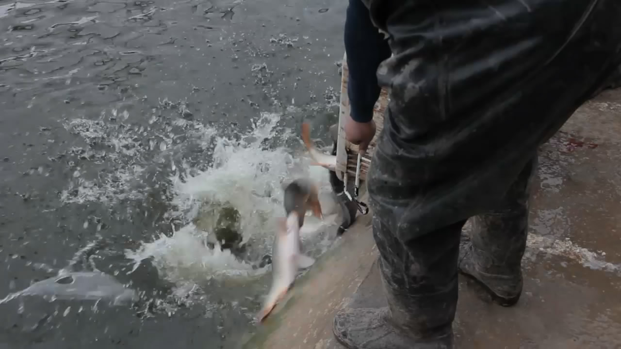 |你知道什么是“静养鱼”吗?原来它比“滑口鱼”好钓多了,还过瘾