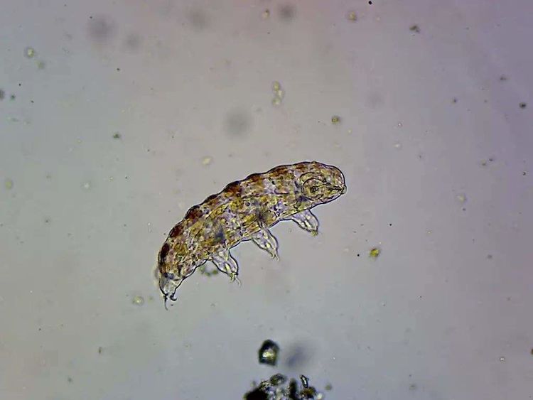 【陨石】以色列探月失败，意外把地球最强生物留在月球！水熊开始殖民月球