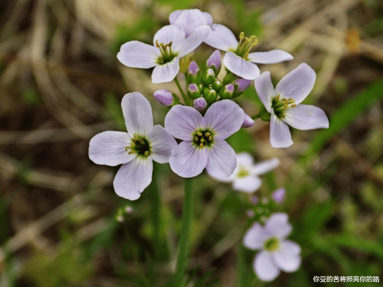 运势|8月到，运势极佳的4生肖，喜事多，好运相伴，富贵有余！