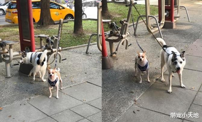 路人被大只吉娃娃吓坏：混到比特犬？爸爸揭它真实体重