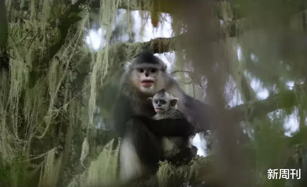 『有期徒刑』护林员肖林：用三十五年与大山和解