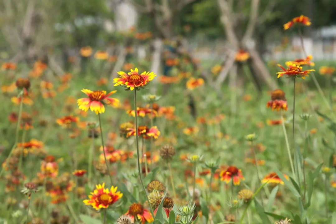 开封网|美！开封又添小公园！