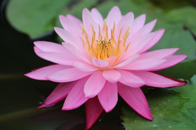 生肖|9月开始横财如雨，事业兴旺，奋斗终有回报的4生肖