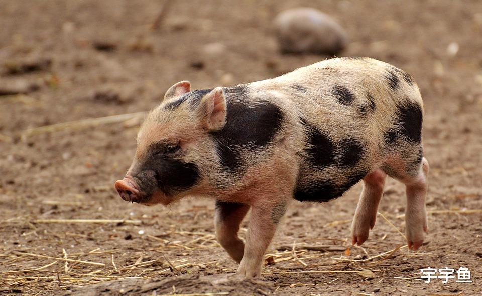 旧爱|9月起走大运,发大财,收入喜人的生肖