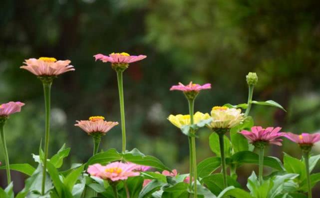 [属兔]未来100天，3生肖运势爆发，能创高更大事业奇迹，闷声发大财！