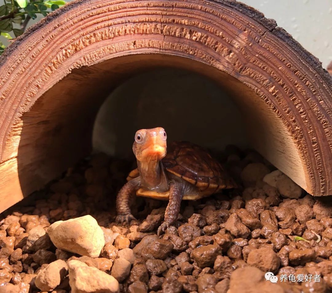 龟死亡率的高低和它的价格有关？