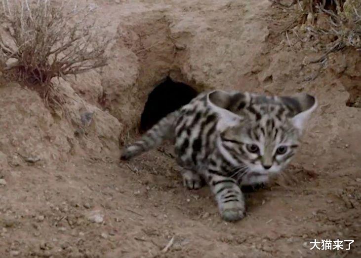 「黑足猫」世界上“最致命”的猫科动物：绰号“蚁虎”，捕猎成功率不输狮子