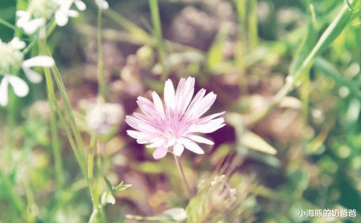 生肖|霉运消散，这四大生肖运势高涨，生活越来越顺利